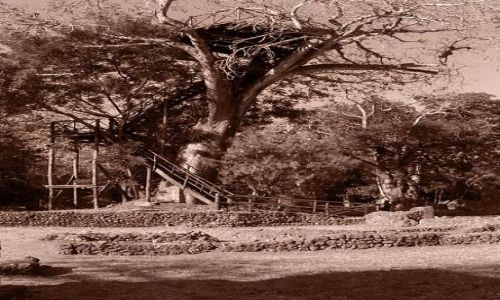 Zdjecie KENIA / Malindi / Gedi / Gedi