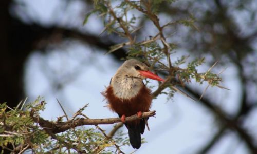 Zdjecie KENIA / samburu / samburu / safari