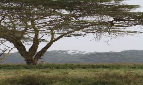 Zdjęcie KENIA / nakuru / nakuru / safari
