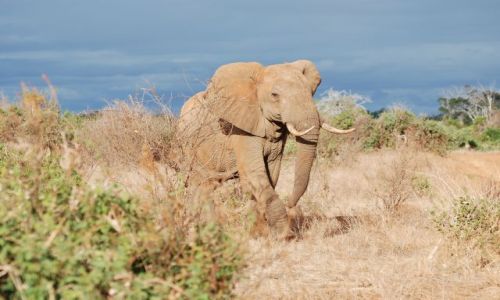 Zdjecie KENIA / - / Tsavo Est / Safari