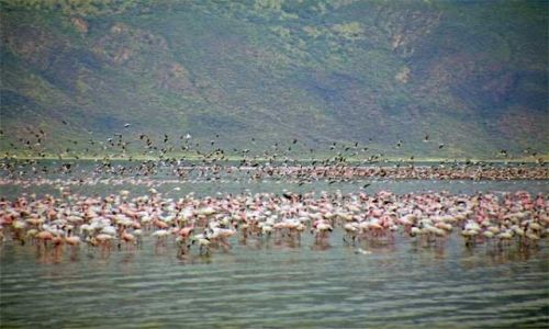 Zdjęcie KENIA / brak / Jezioro Bogoria / Flamingi nad jez. Bogoria