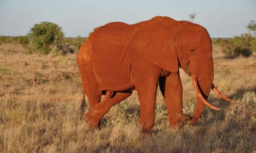 Zdjecie KENIA / - / Tsavo East / Czerwone sonie
