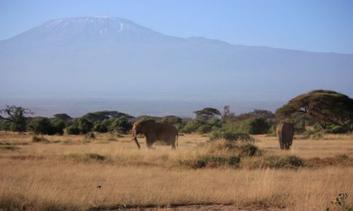 Zdjecie KENIA / - / Amboseli / safari u stp Kilimandaro