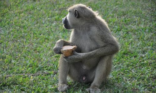 Zdjecie KENIA / Mombasa / Hotel Papillon / Nie chce pokaza twarzy...