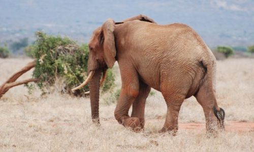 Zdjęcie KENIA / Tsavo Est / Tsavo Est / Od tej drugiej strony...