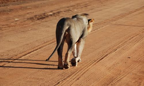 Zdjęcie KENIA / Tsavo Est / Tsavo Est / od tej drugiej strony...