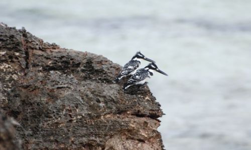 Zdjcie KENIA / - / Watamu / Para