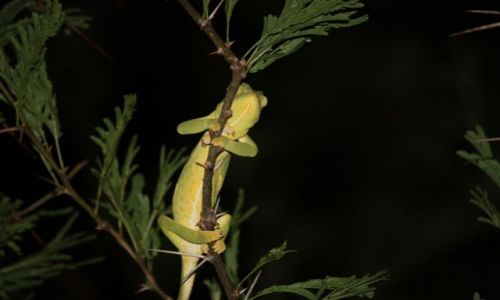 Zdjęcie KENIA / - / Park Narodowy Ambosel / kameleon śpiący na dzrzewie...