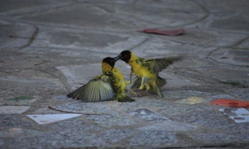 Zdjecie KENIA / - / Mombasa / walka o samiczk ???