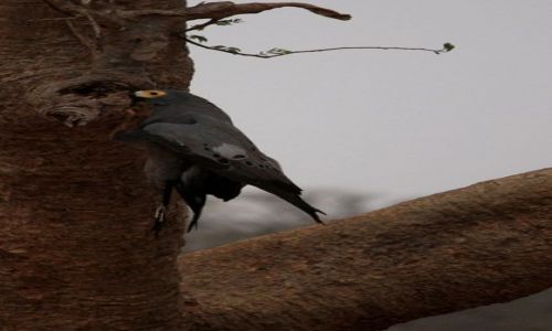 Zdjecie KENIA / Mombasa / Park Narodowy Tsavo East / na....dziobie zawieszony