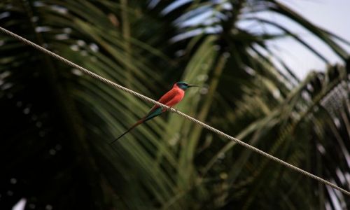 Zdjecie KENIA / Mombasa / Park Narodowy Tsavo East / a'la jaskka ???
