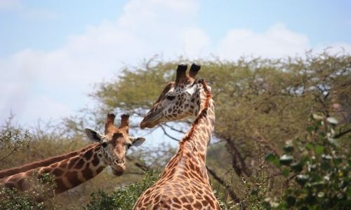 Zdjęcie KENIA / - / Park Narodowy Tsavo West / ciekawskie