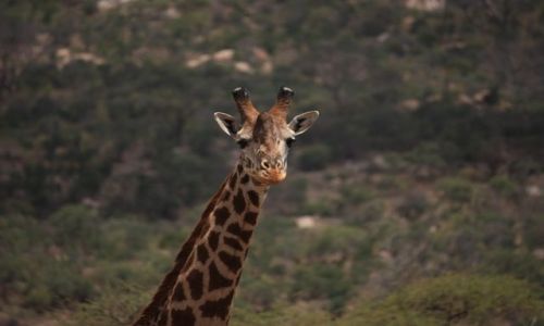 Zdjęcie KENIA / - / Park Narodowy Tsavo West / pozowanie do zdjęcia