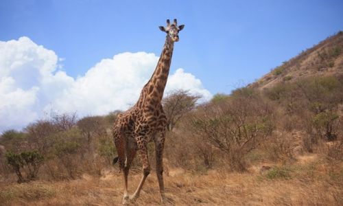 Zdjęcie KENIA / - / Park Narodowy Tsavo West / w całej okazałości
