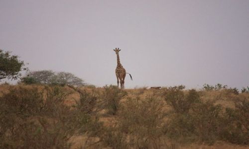 Zdjęcie KENIA / - / Park Narodowy Tsavo West / żyrafka - miniaturka:)