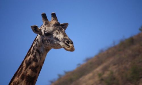 Zdjęcie KENIA / - / Park Narodowy Tsavo West / z profilu