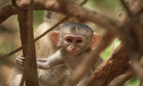 Zdjecie KENIA / Mombasa / Park Narodowy Tsavo East / Mapi Plastu