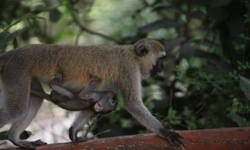 Zdjęcie KENIA / Mombasa / Park Narodowy Tsavo East / małpi głodomor