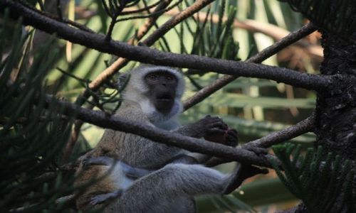 Zdjęcie KENIA / Mombasa / Park Narodowy Tsavo East / zdziwienie......zaskoczenie...