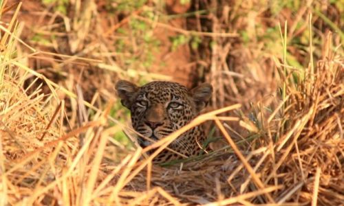 Zdjecie KENIA / - / Park Narodowy Amboseli / lamparci portret
