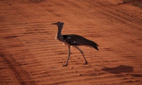 Zdjecie KENIA / Mombasa / Park Narodowy Tsavo East / drop afrykaski  drepczcy drog.....