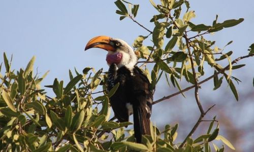 Zdjecie KENIA / Mombasa / Park Narodowy Tsavo East / Toko Ztodzioby (Tockus Flavirostris)