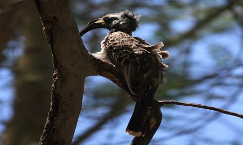 Zdjecie KENIA / Mombasa / Park Narodowy Tsavo East / prawdobpodobnie z rodziny dzioborocw???