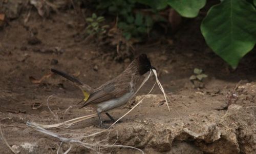 Zdjecie KENIA / Mombasa / Park Narodowy Tsavo East / skrzydlaty budowlaniec...