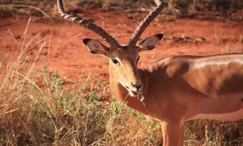 Zdjęcie KENIA / Mombasa / Park narodowy Tsavi East / zadbana Impala