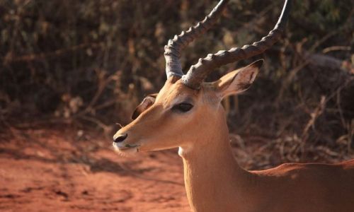 Zdjecie KENIA / Mombasa / Park narodowy Tsavi East / portret Impali