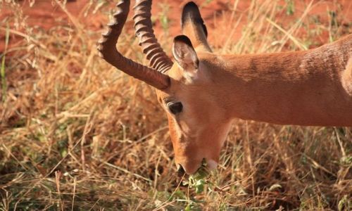 Zdjecie KENIA / Mombasa / Park narodowy Tsavi East / niadanie Impali