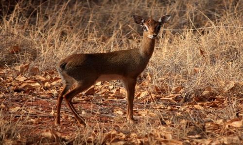 Zdjecie KENIA / Mombasa / Park narodowy Tsavi East / Dikdik Kirka