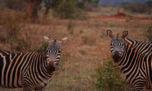 Zdjecie KENIA / Mombasa / Park narodowy Tsavi East / odbicie poziome ;)