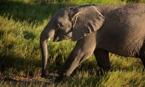 Zdjęcie KENIA / Mombasa / Park Narodowy Tsavo East / radosny......