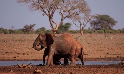 Zdjecie KENIA / Mombasa / Park Narodowy Tsavo East / ile soni jest na tym zdjciu?