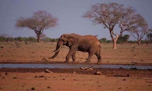 Zdjecie KENIA / Mombasa / Park Narodowy Tsavo East / dostojny....