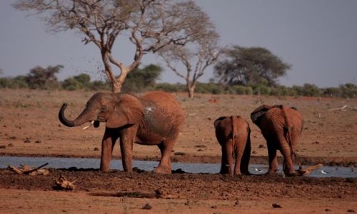 Zdjęcie KENIA / Mombasa / Park Narodowy Tsavo East / poranny prysznic.....