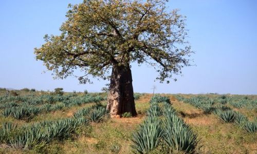 Zdjecie KENIA / Mombasa / Mombasa / Mody baobab otoczony agaw sizalow