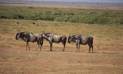Zdjecie KENIA / Mombasa / Park Narodowy Amboseli / gsiego zbirka !!!