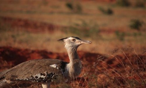 Zdjęcie KENIA / Park Narodowy Tsavo West / Tsavo West / profil Dropa
