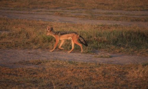Zdjecie KENIA / Park Narodowy Tsavo West / Tsavo West / Szakal wieczorow por...