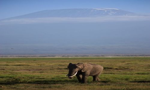 Zdjecie KENIA / Park Narodowy  Amboseli / Amboseli / sam na sam z Kilimadaro..