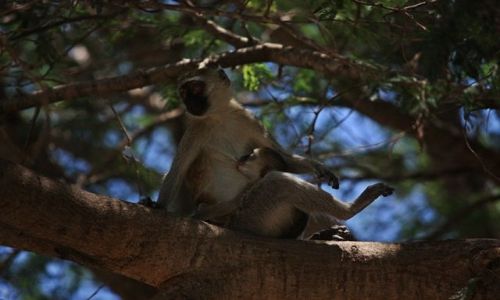 Zdjęcie KENIA / Park  Narodowy Tsavo East / Tsavo East / może nie urwie.....???