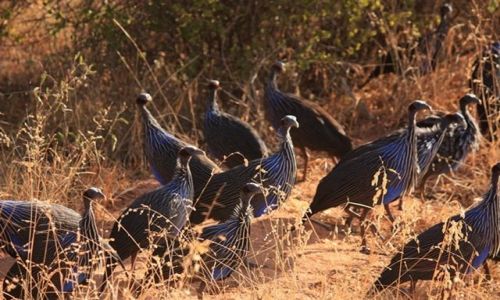 Zdjecie KENIA / Park Narodowy Tsavo West / Tsavo West / afrykaskie perliczki...???