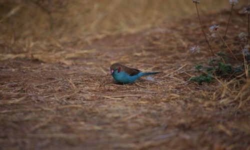 Zdjecie KENIA / Park Narodowy Tsavo West / Tsavo West / ???