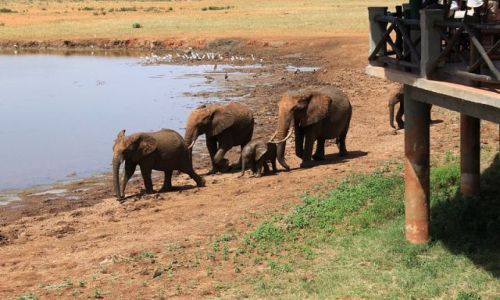 Zdjcie KENIA / Tsavo East / Voi Wildlife Safari Lodge / elephant family 2