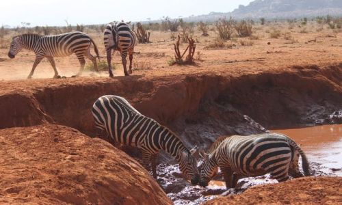 Zdjęcie KENIA / Tsavo East / Tsavo East / zebry u wodopoju