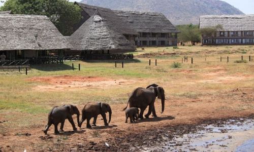 Zdjecie KENIA / Tsavo East / Voi Wildlife Safari Lodge / elephant family 3