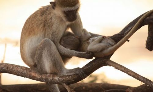 Zdjecie KENIA / poudniowa Kenia / Mombasa / wygodna pozycja......