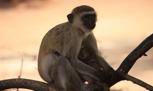 Zdjecie KENIA / poudniowa Kenia / Mombasa / czujno...